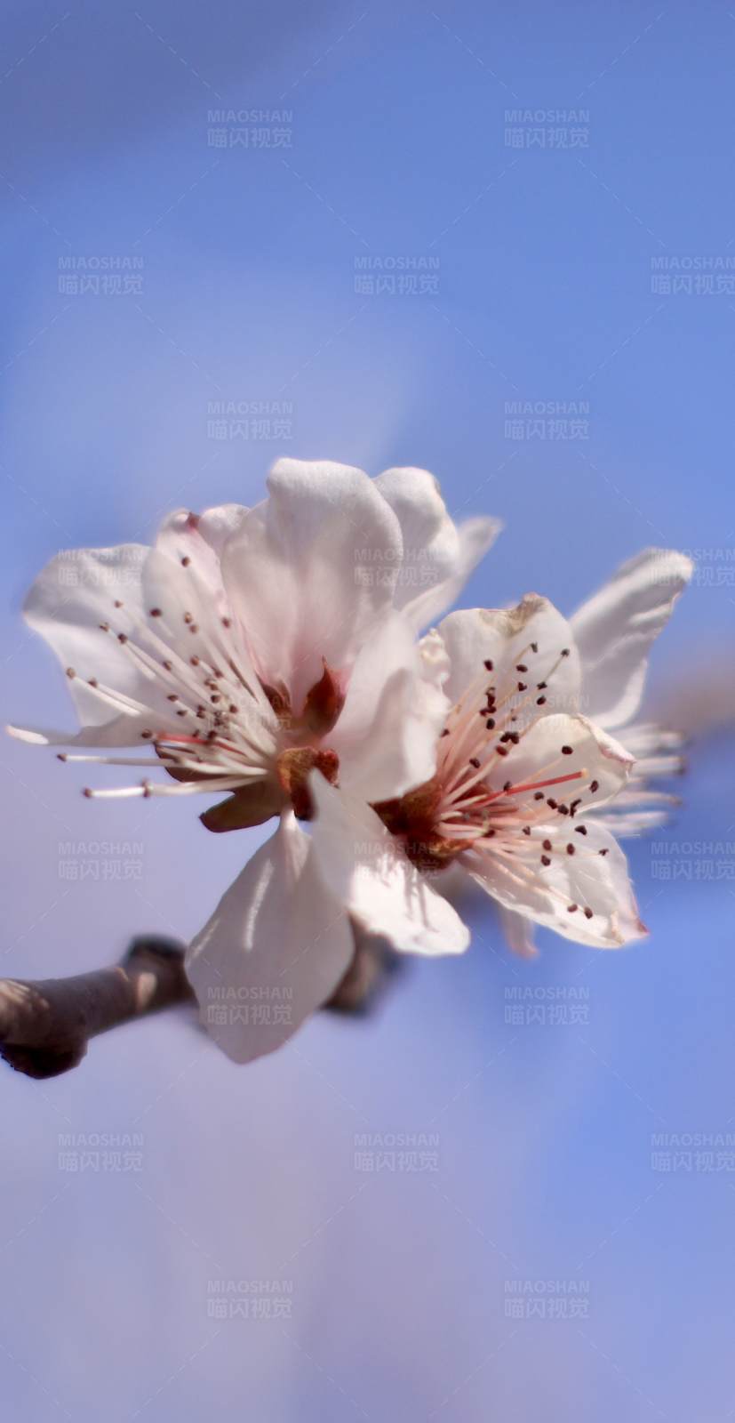 春日桃花绽放图片