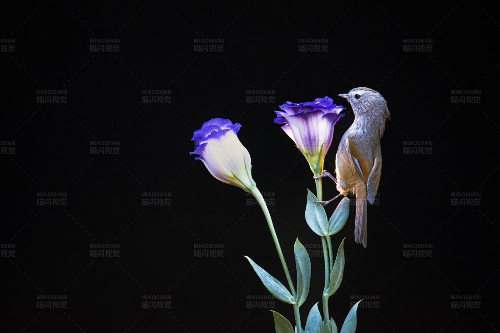 鸟与花的静谧之美图片