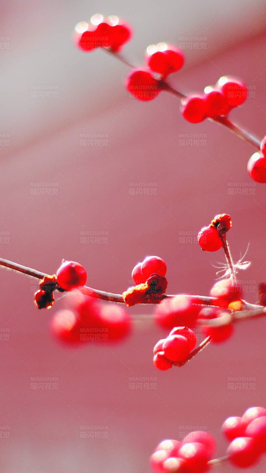 红果枝头映冬日图片
