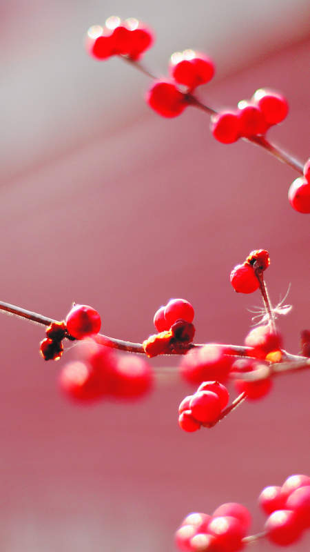 红果枝头映冬日图片