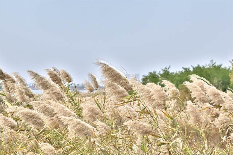 秋风中的芦苇图片