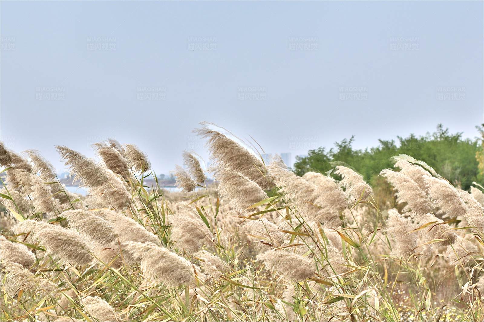 秋风中的芦苇图片