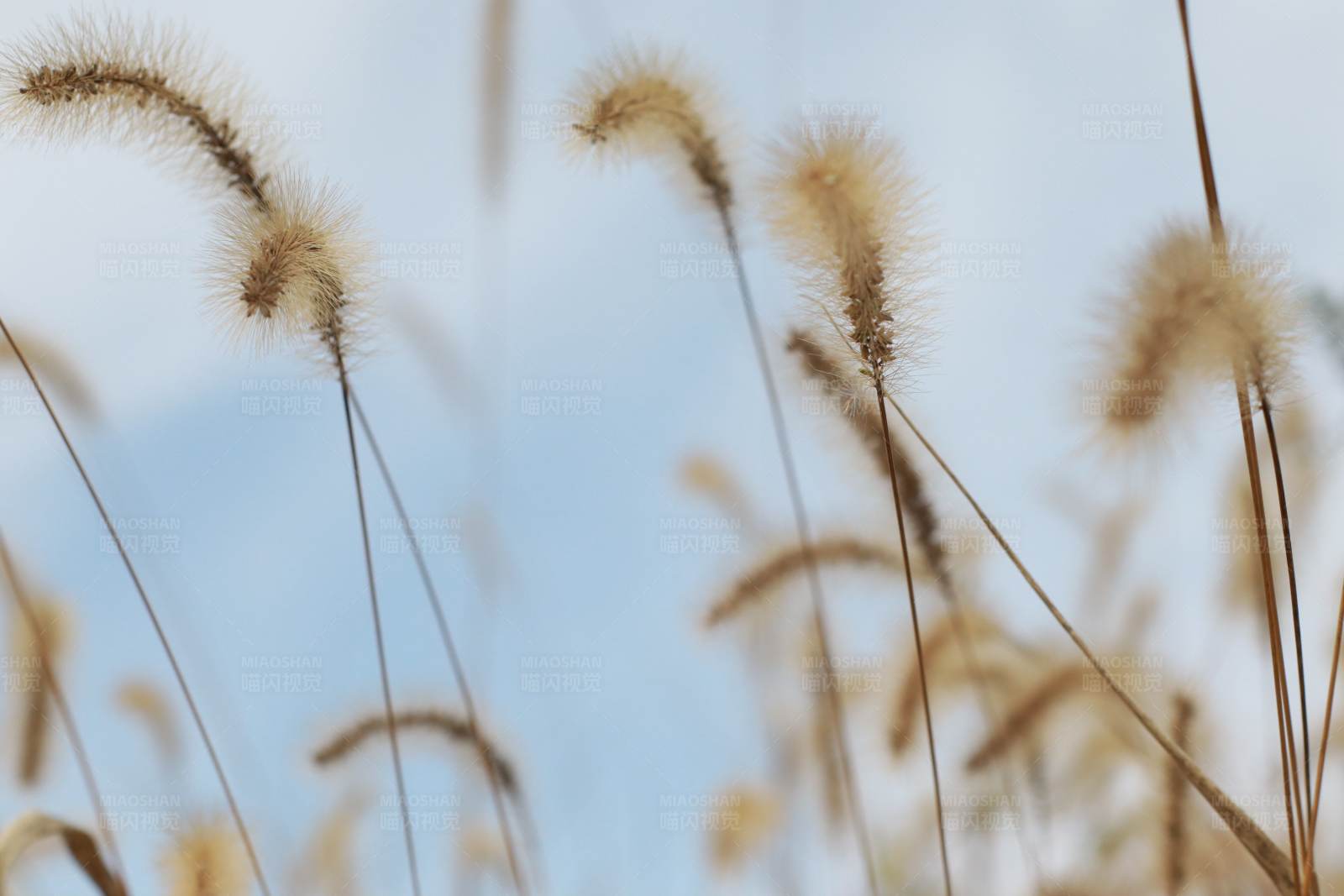 秋日草穗随风摇曳图片