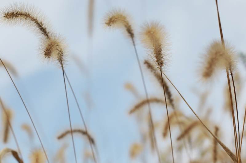 秋日草穗随风摇曳图片