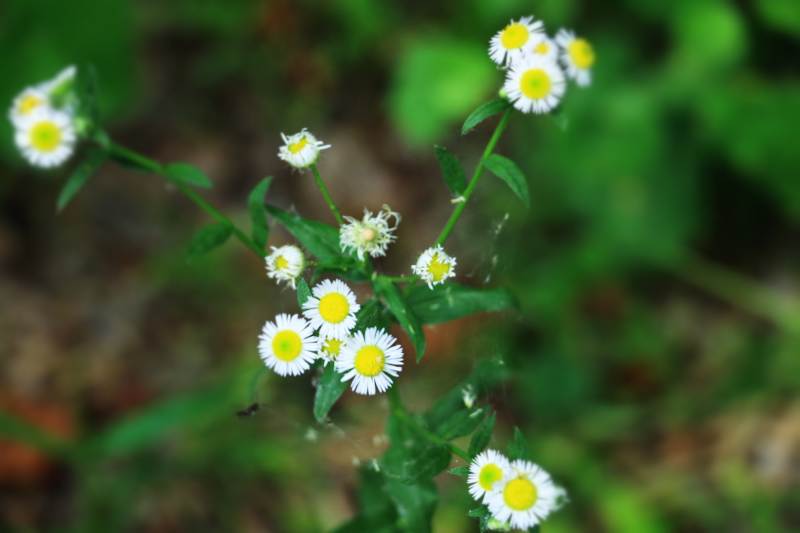 野地雏菊图片