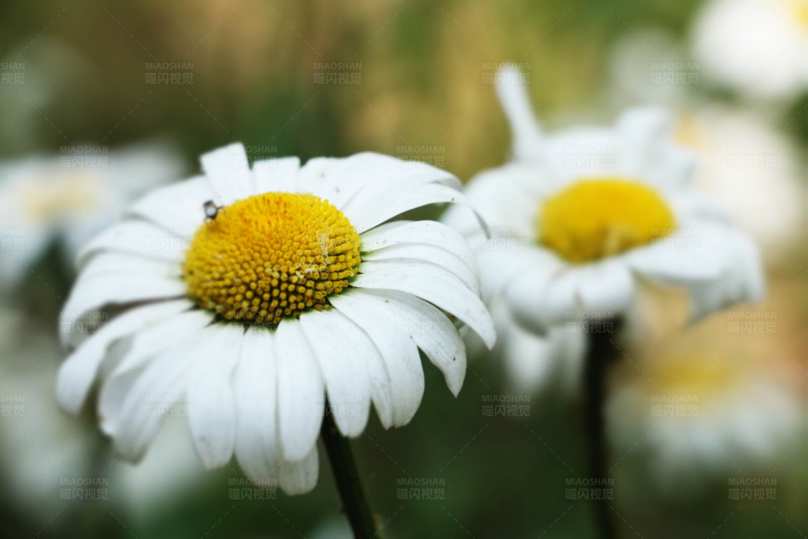 雏菊的美丽瞬间图片