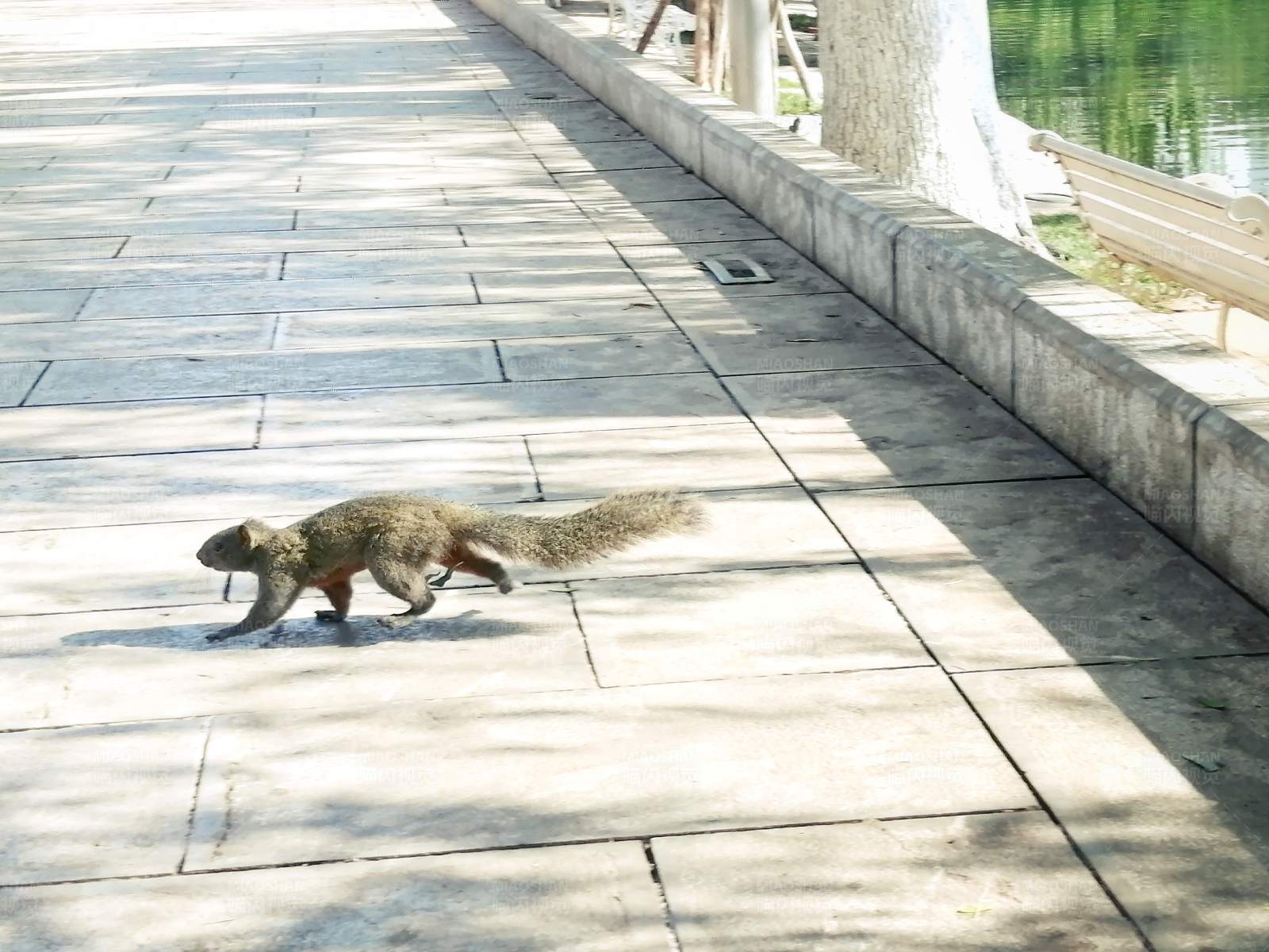 松鼠漫步公园小径图片