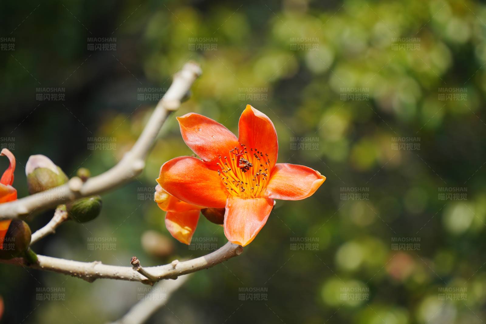阳光下盛开的木棉花图片