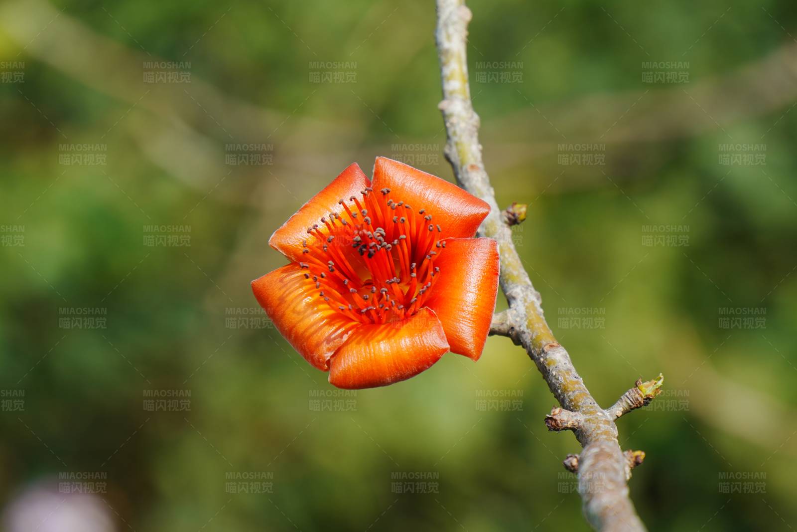木棉花特写图片