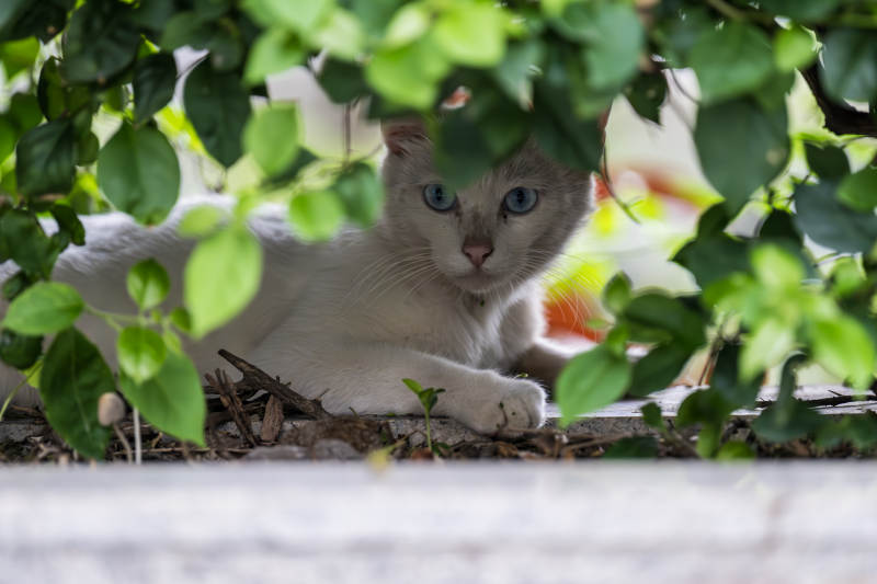 白猫藏在绿叶间图片