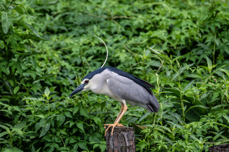 夜鹭栖息在树桩上图片