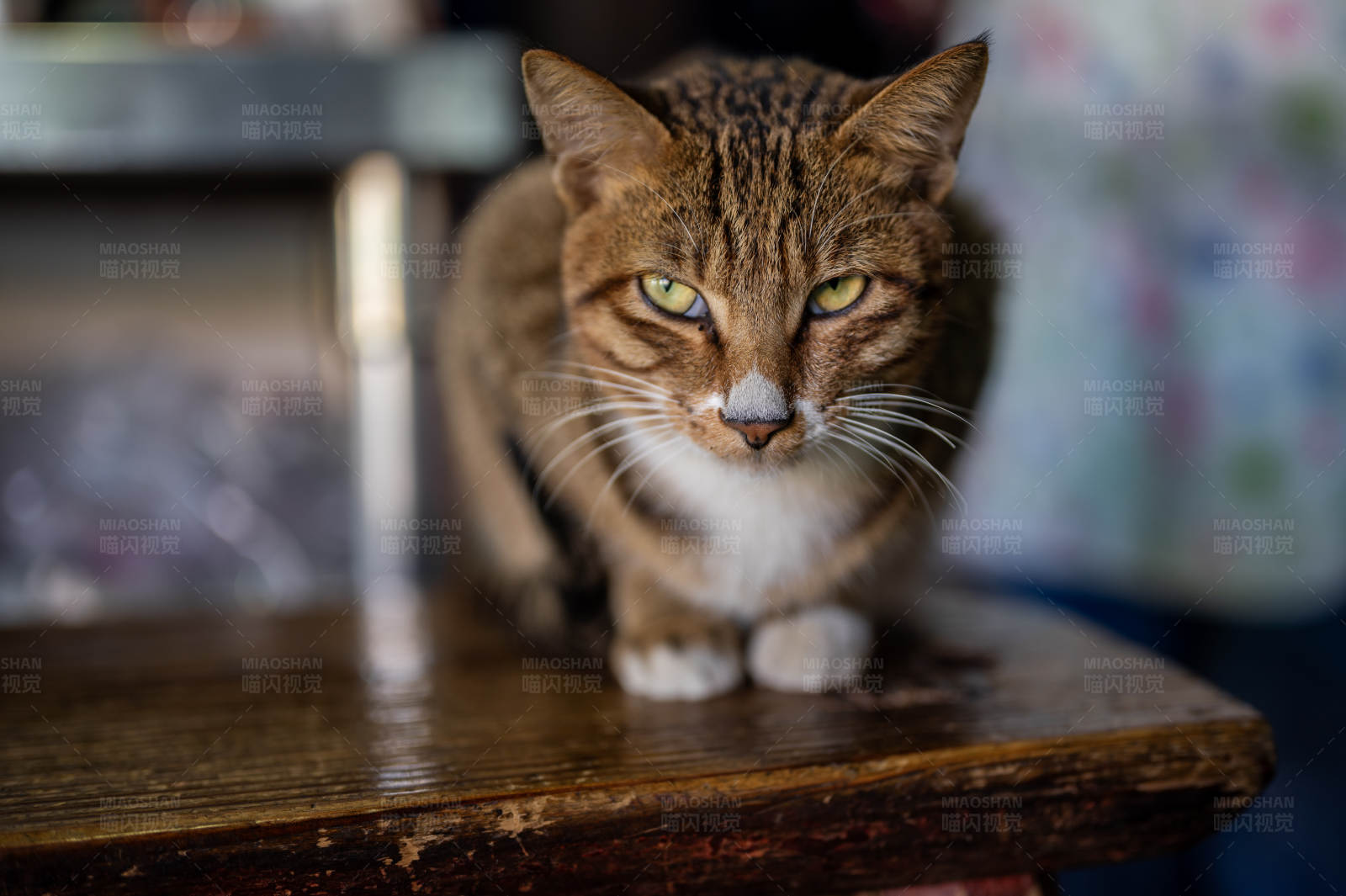 木桌上的警惕猫咪图片