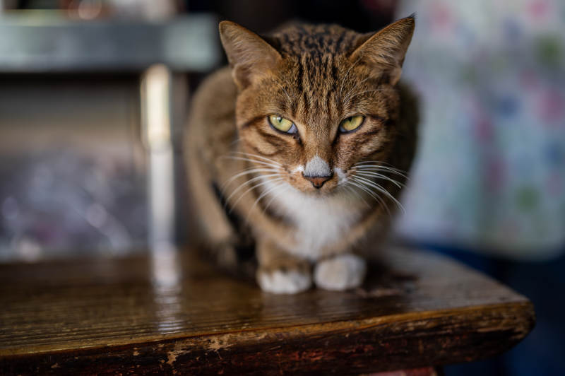木桌上的警惕猫咪图片