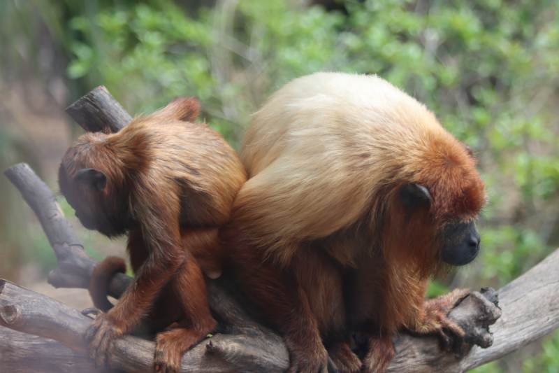 金丝猴亲密互动图片