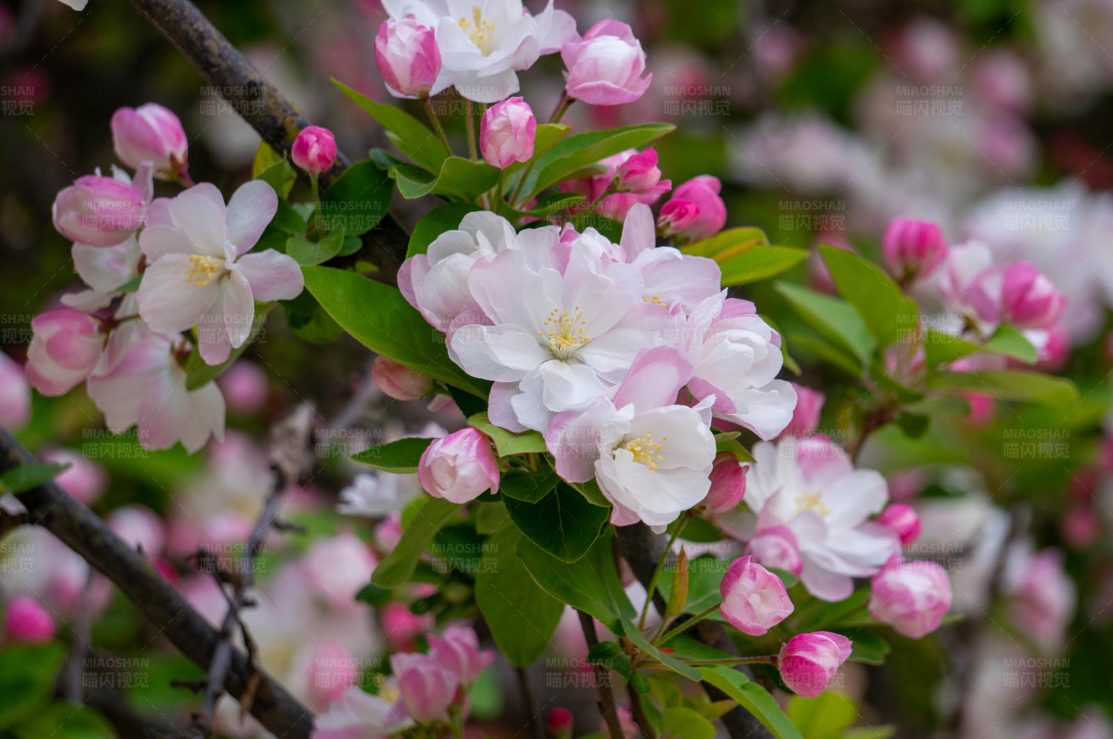 春天花开满园图片