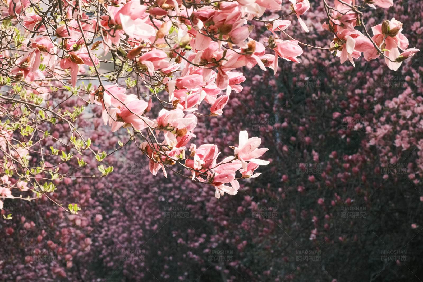 玉兰花花海图片