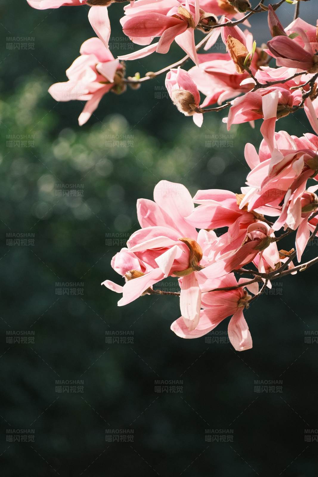 玉兰花在阳光下绽放图片