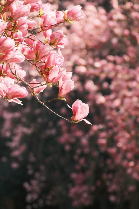 西安高新路玉兰花花海图片