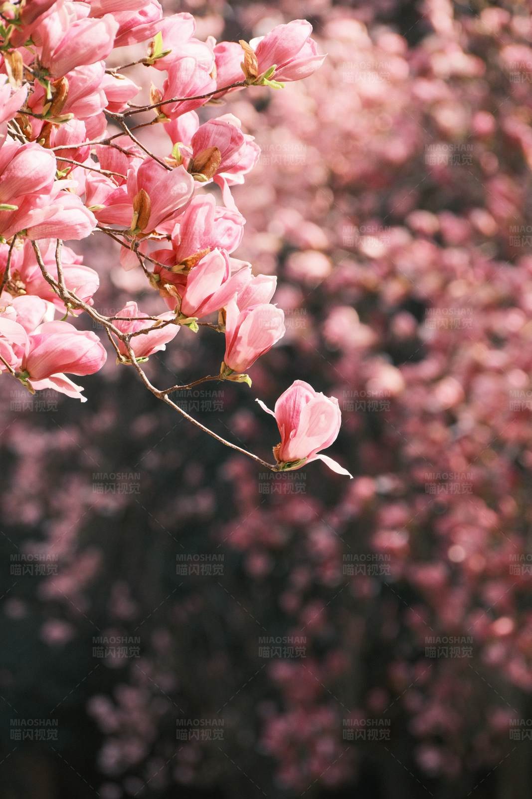 西安高新路玉兰花花海图片