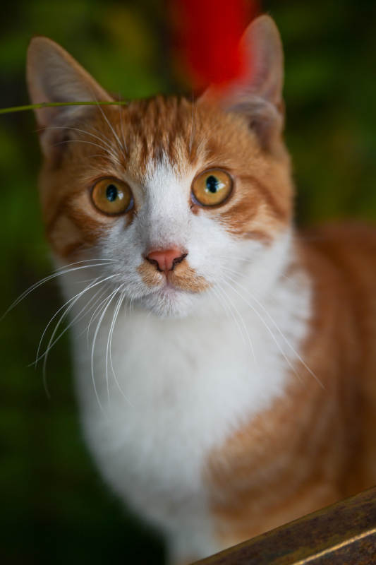 橙白相间的猫咪特写图片