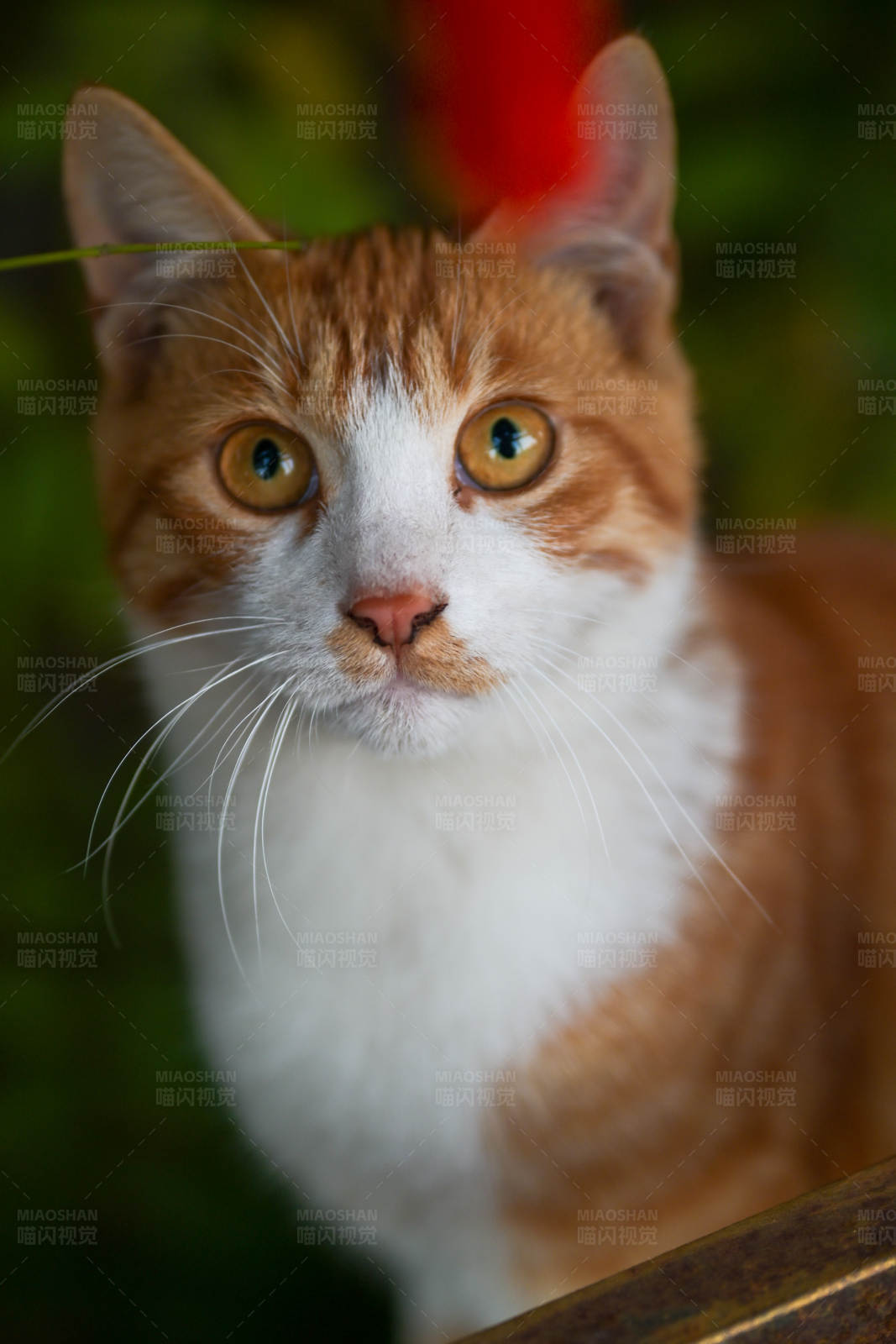 橙白相间的猫咪特写图片