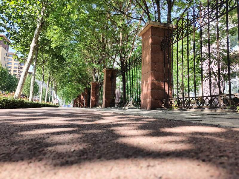 树荫下的铁门图片