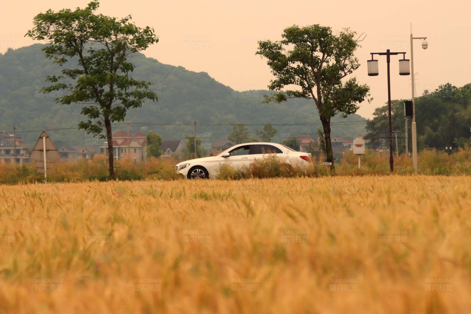 麦田间的白色轿车图片