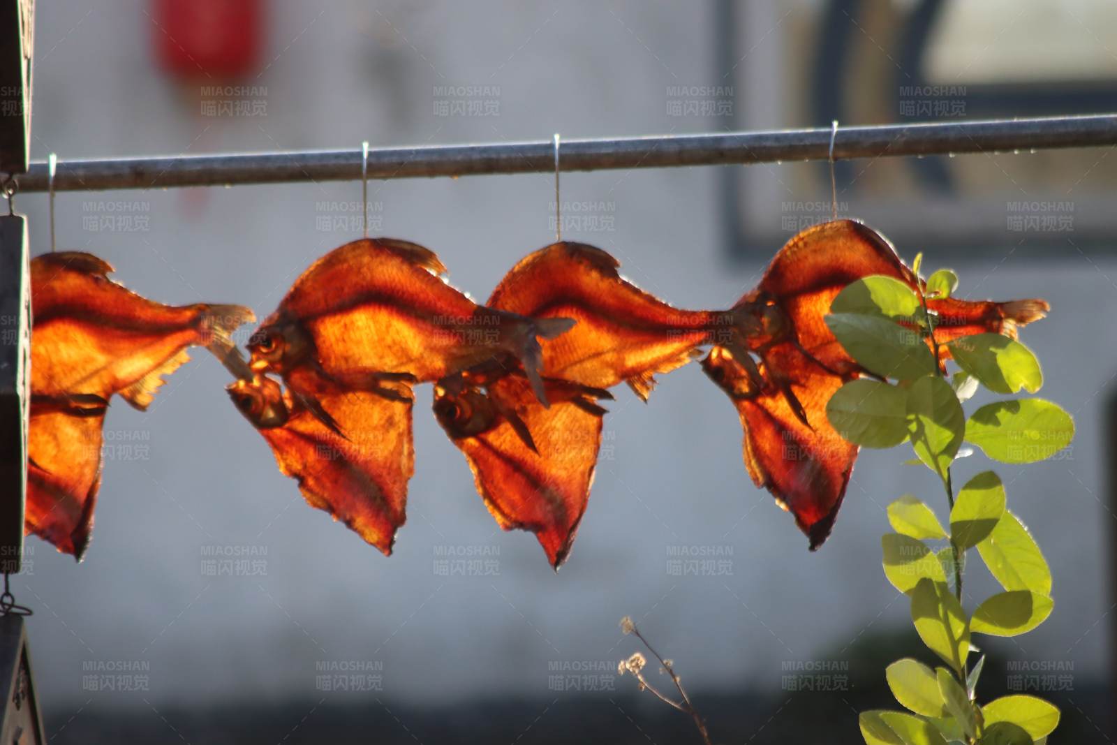 晾晒的鱼干图片