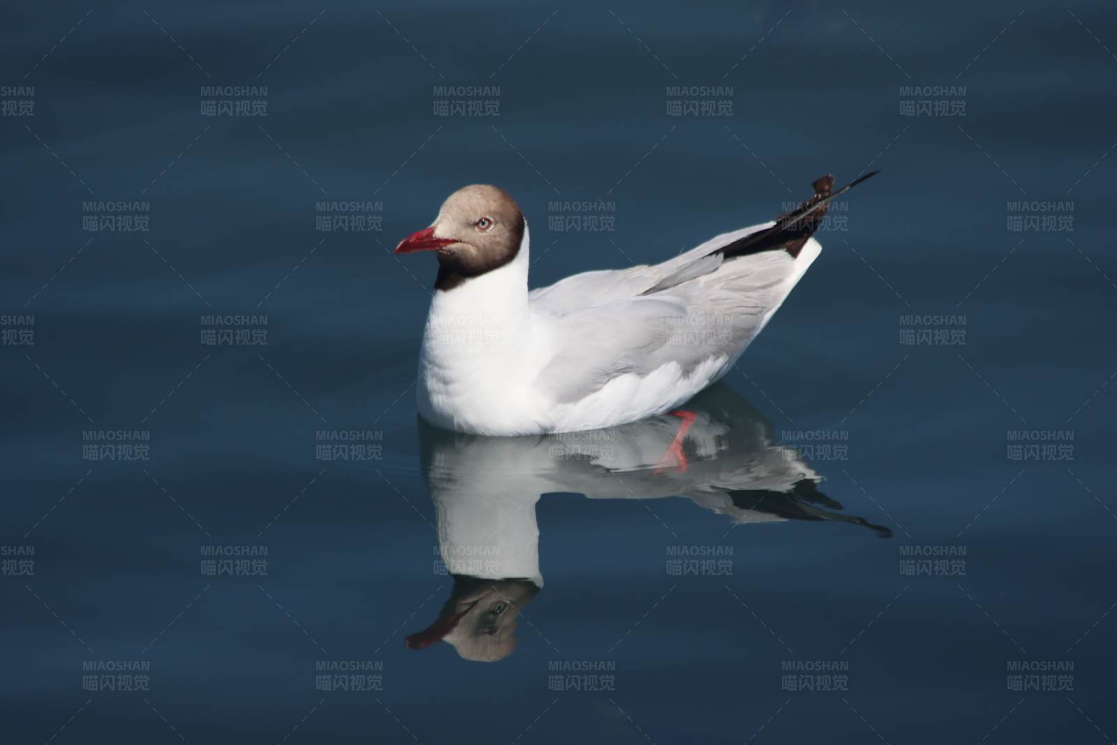 青海湖静谧 白鸥独游图片