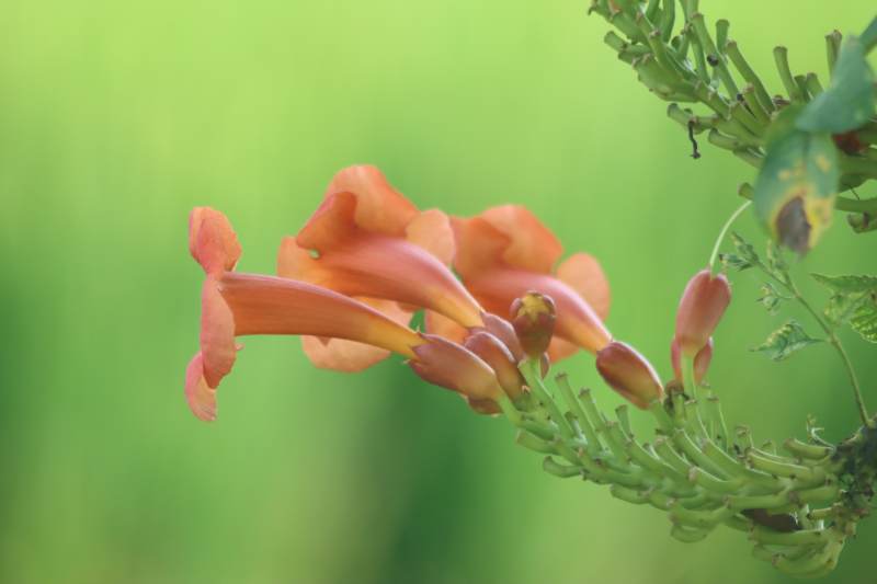 橙色喇叭花的特写图片