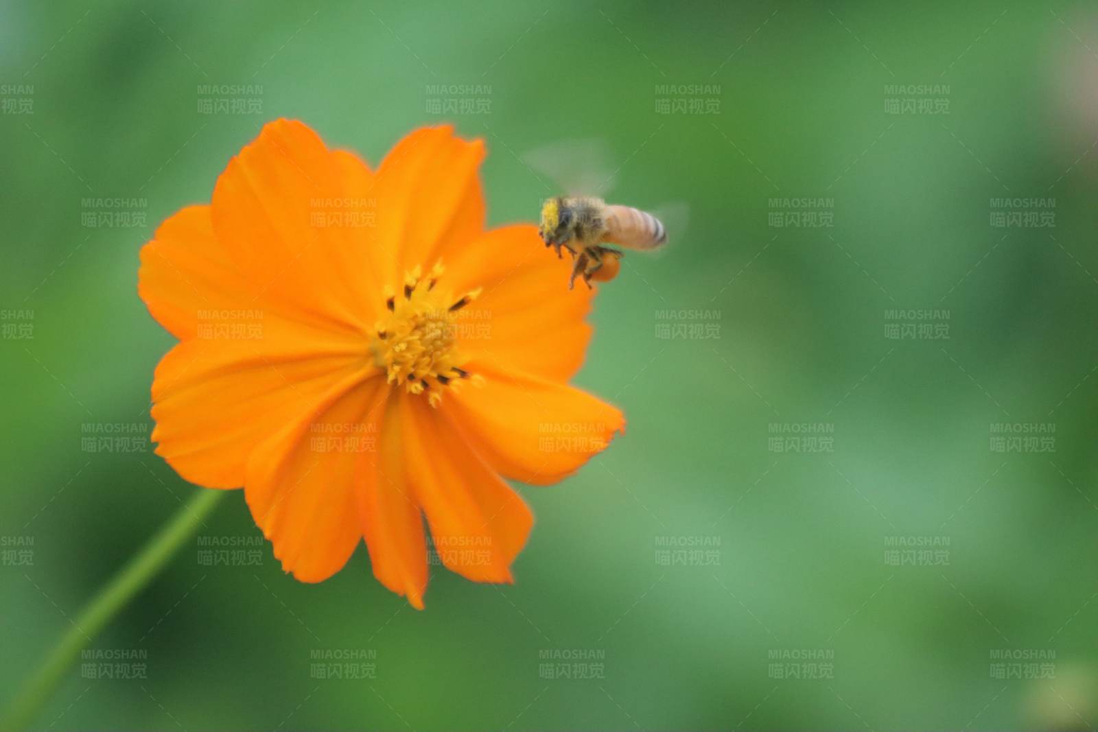 蜜蜂与橙花图片