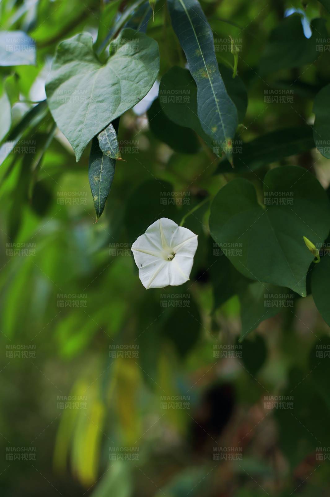 白色花朵与绿叶图片