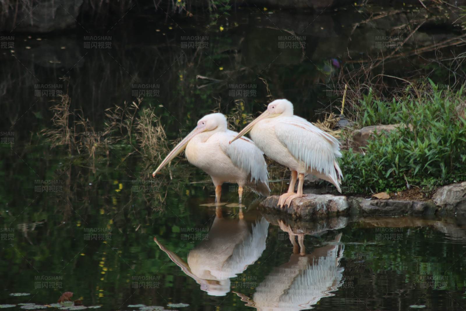 湖畔双鹈鹕图片