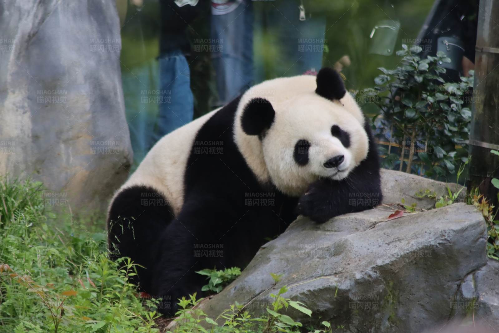 大熊猫的悠闲时光图片