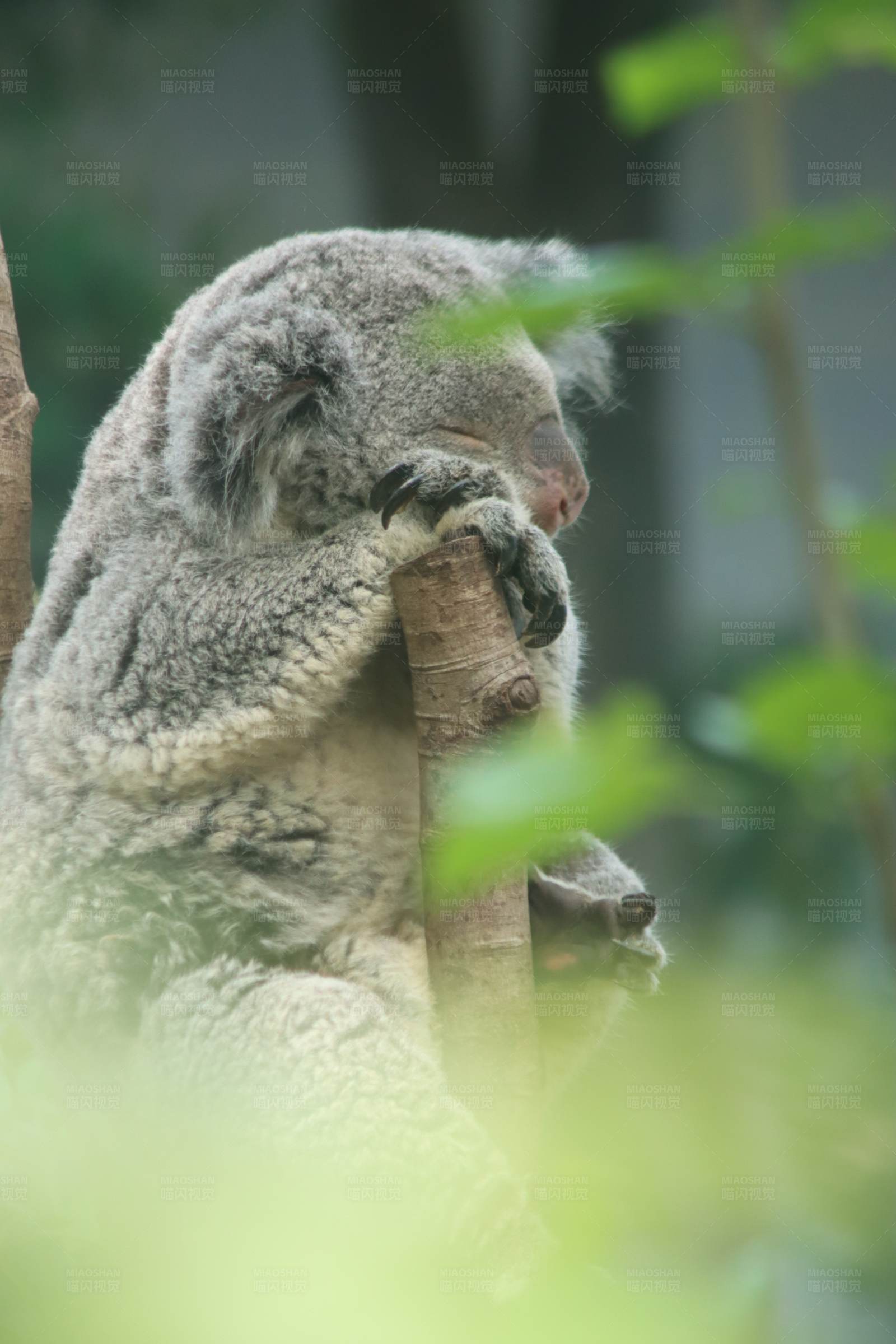 树袋熊的悠闲时光图片