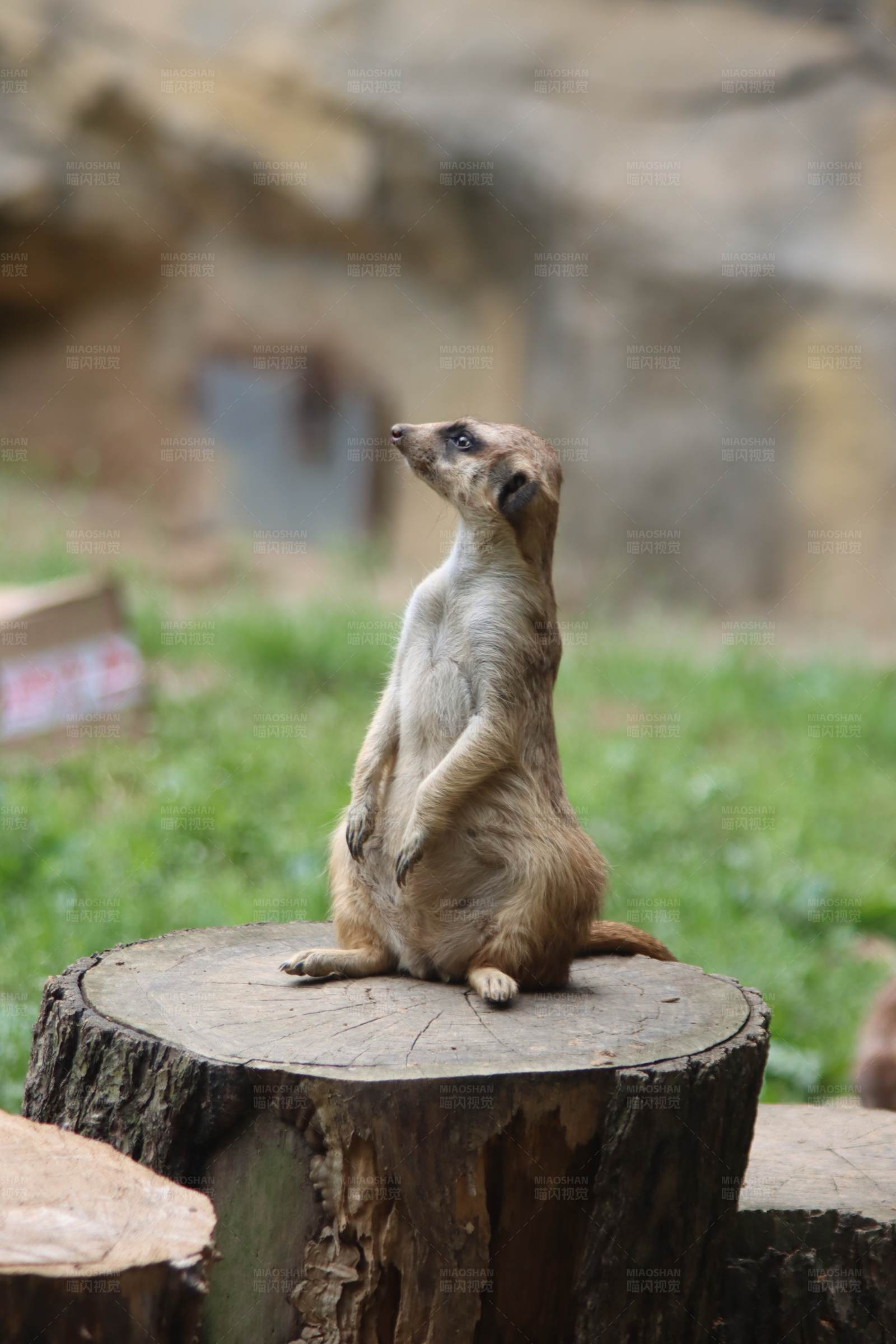 警觉的树桩上的猫鼬图片