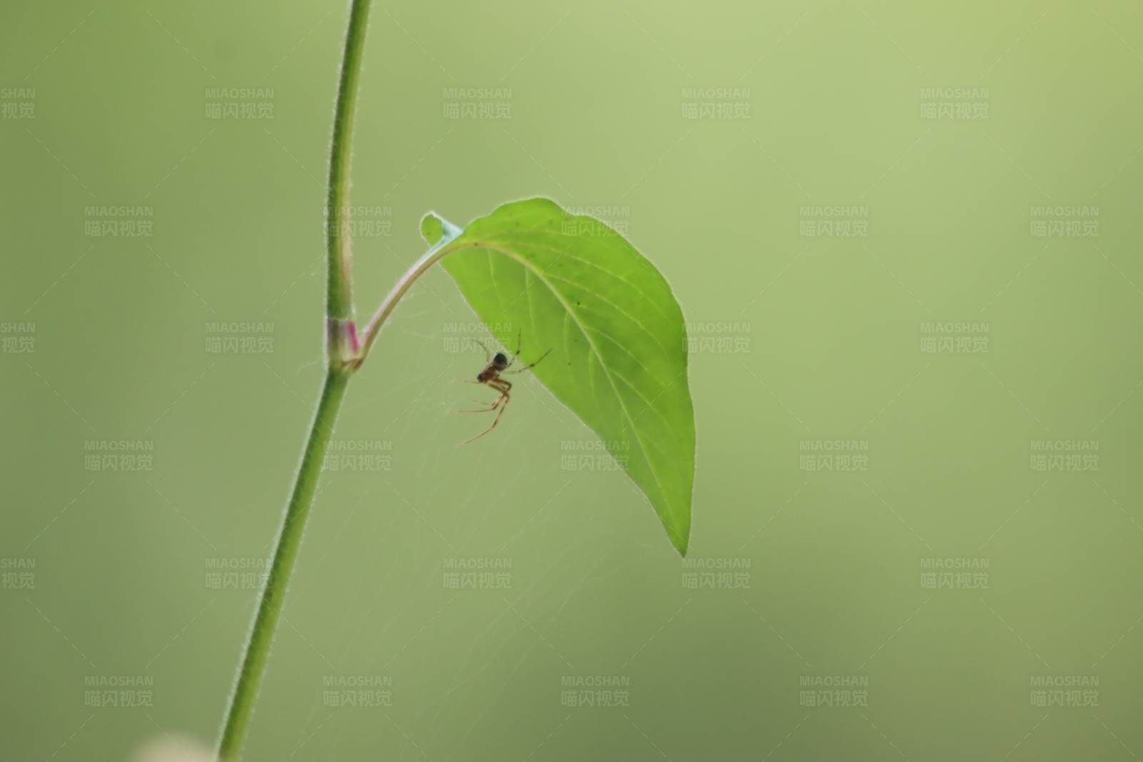 绿叶上的小蜘蛛图片