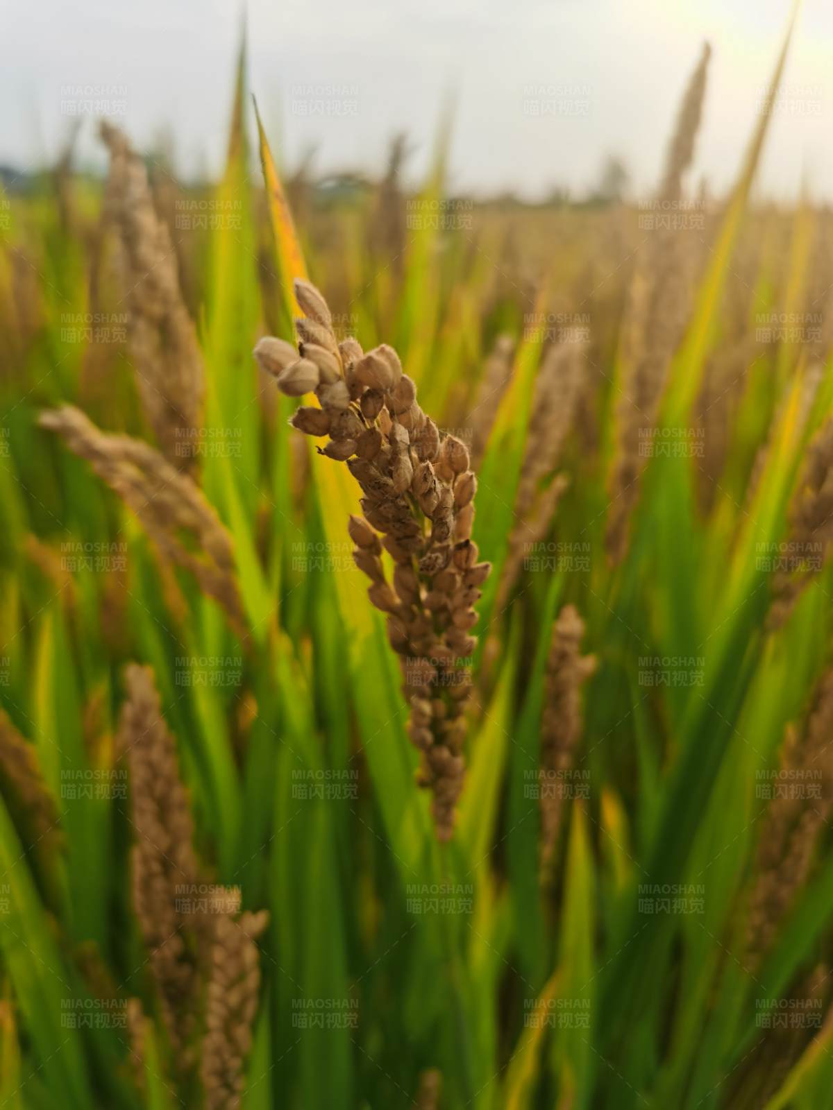 稻田丰收景象图片