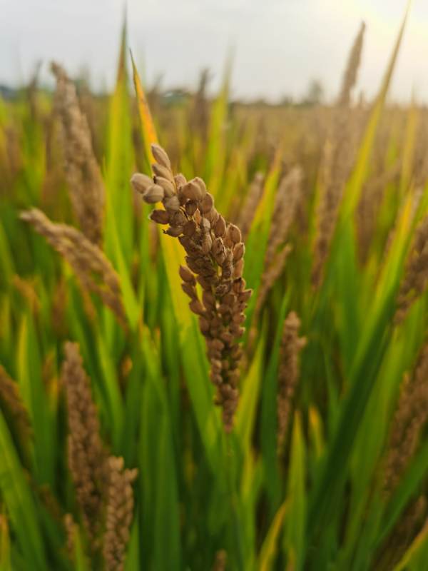 稻田丰收景象图片