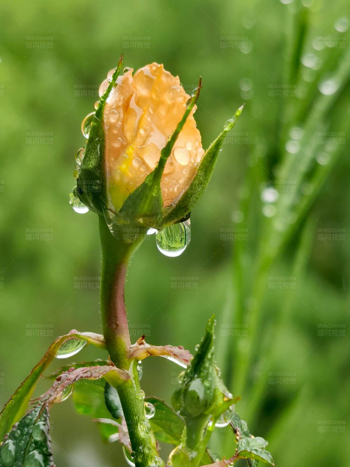 雨后黄玫瑰花蕾图片