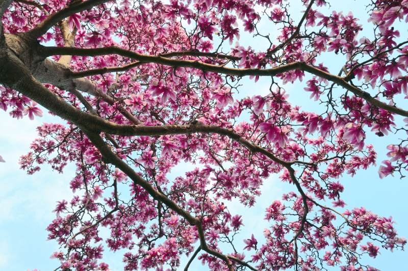 粉色花开满枝头图片