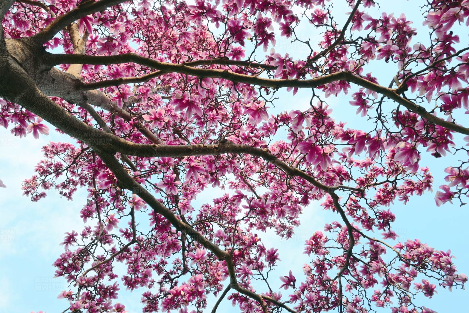 粉色花开满枝头图片