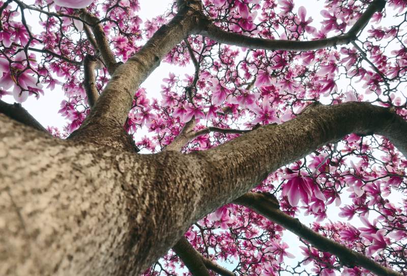 春天花开满树图片