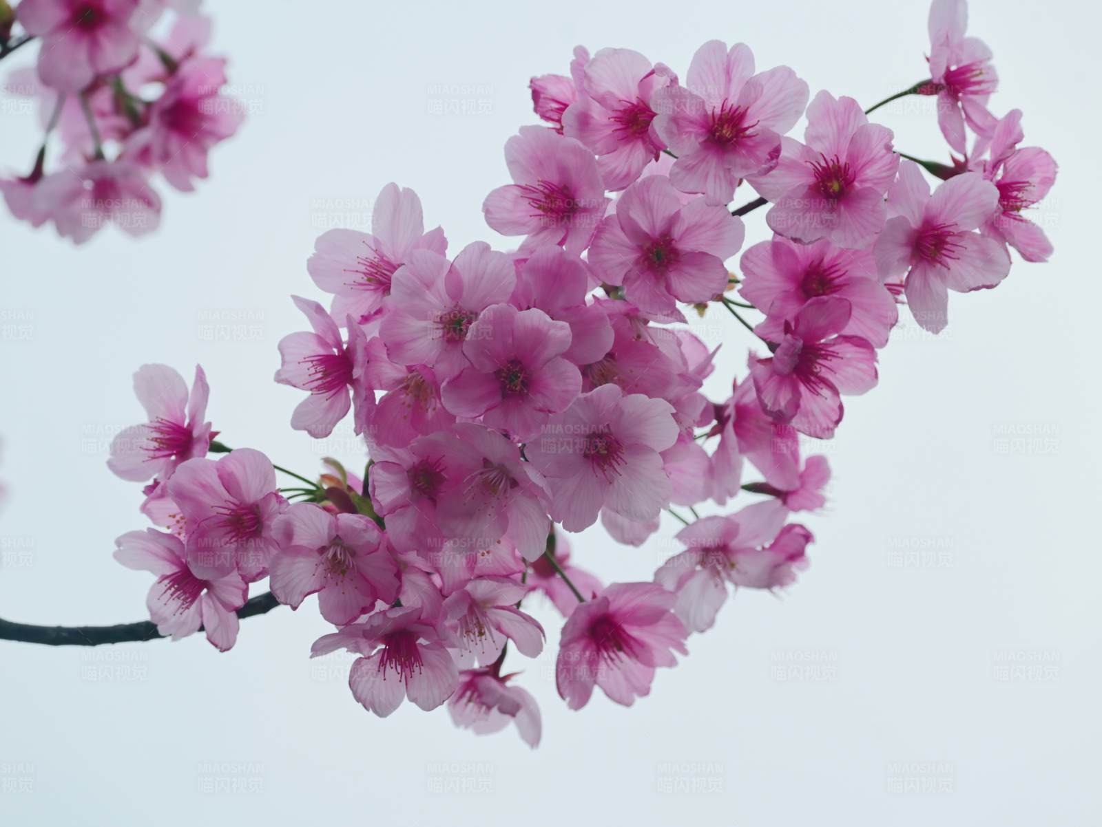 粉色樱花绽放图片