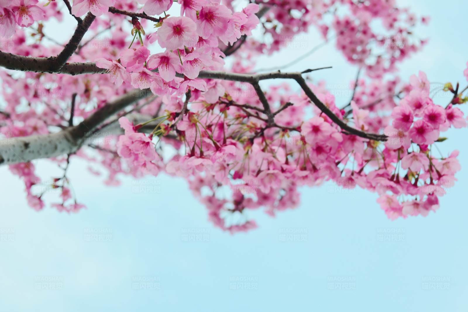 樱花盛开的季节图片