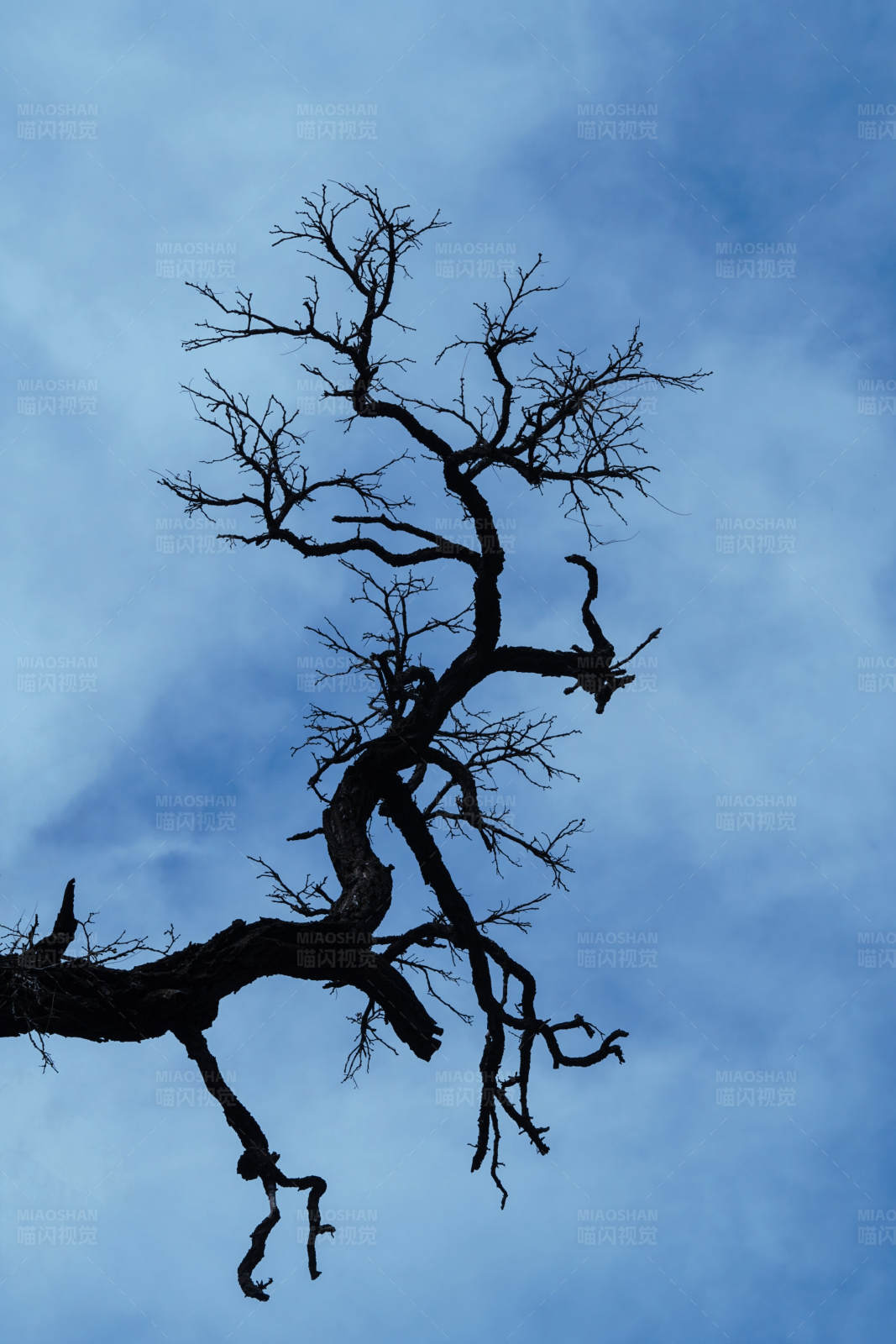 枯枝映蓝天图片