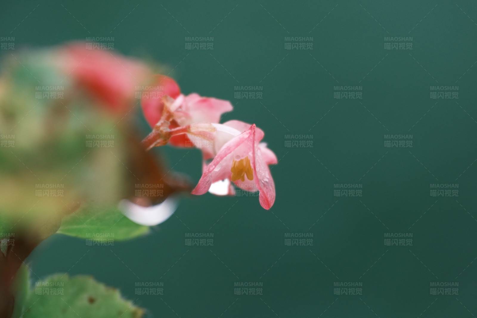 粉色小花的特写图片