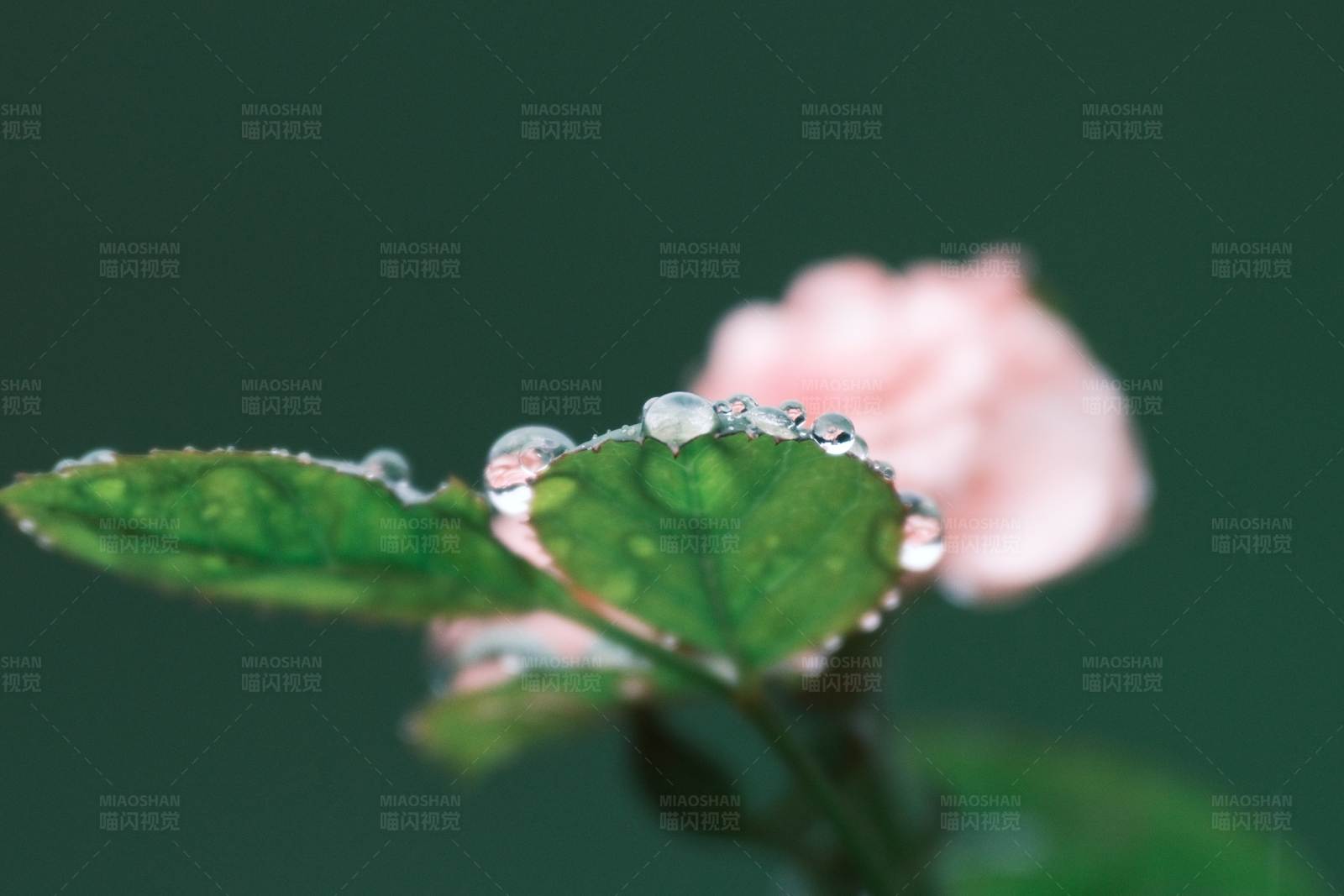 雨后植物叶图片