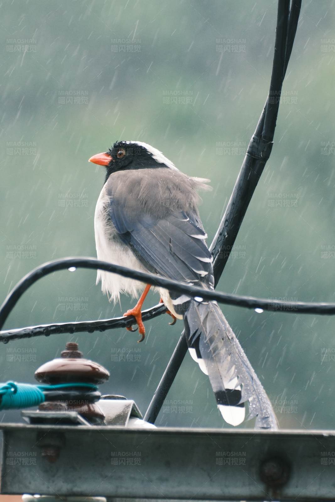 雨中栖息的鸟图片