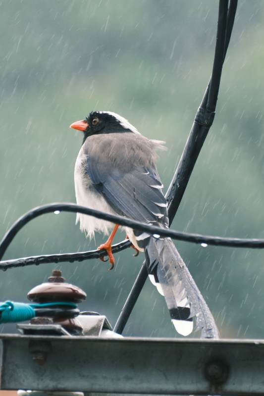 雨中栖息的鸟图片